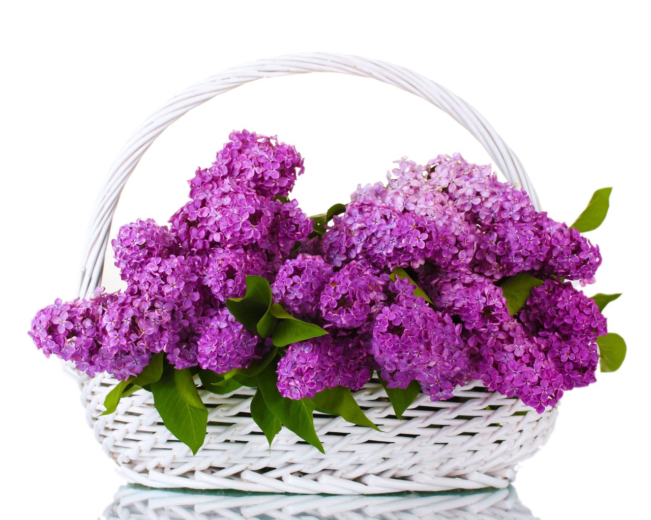 Корзина цветов сирени на белом фоне