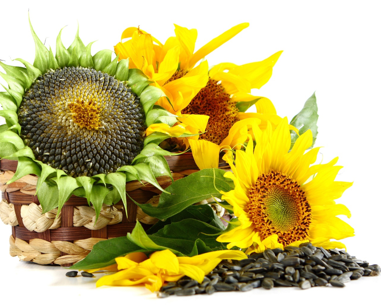 Basket with sunflowers on a white background with seeds