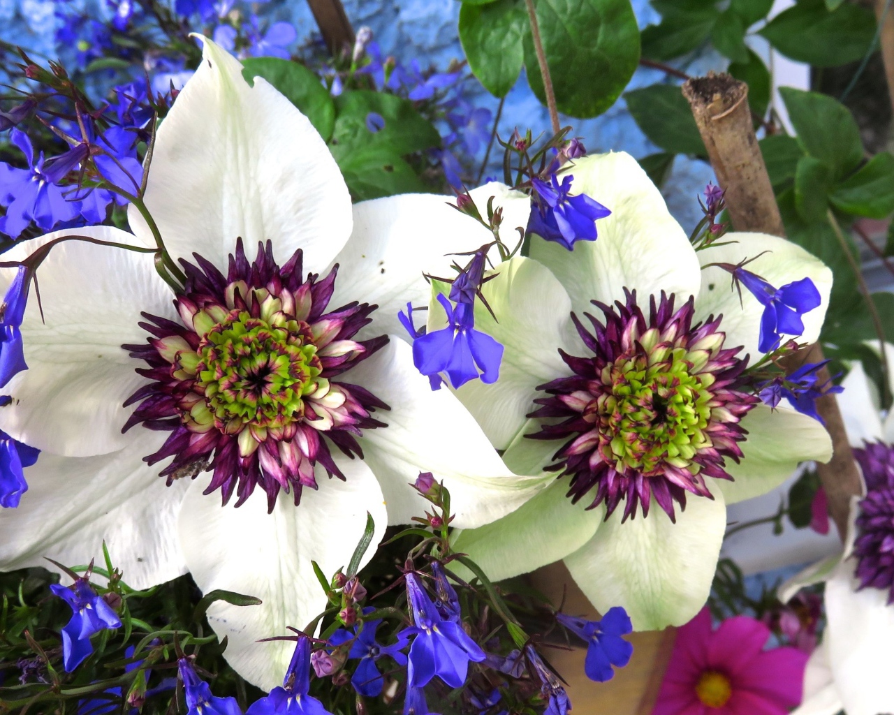 Красивые цветы клематисы с голубыми полевыми цветами