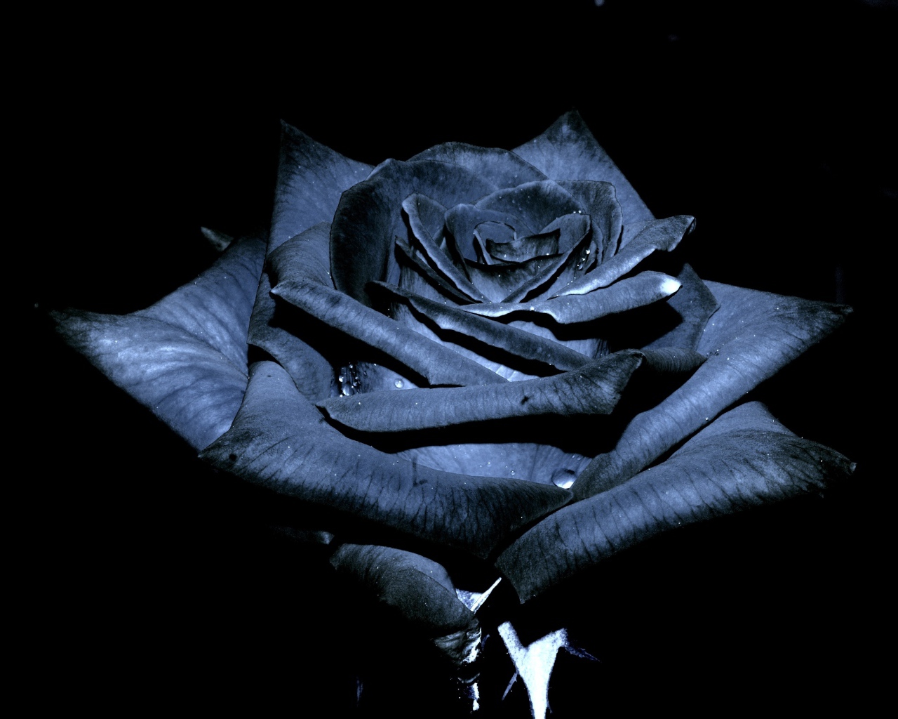 Красивая черная роза