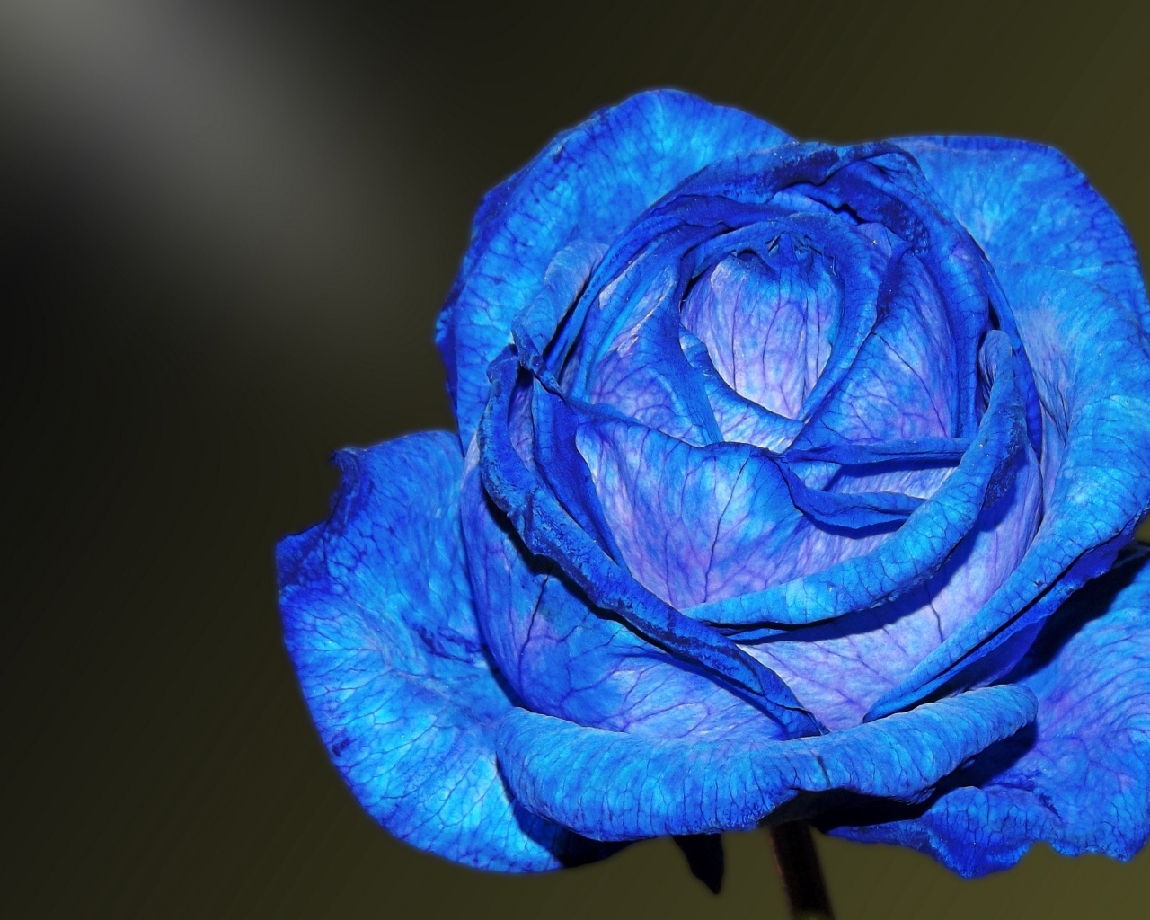 Красивая синяя роза с нежными лепестками