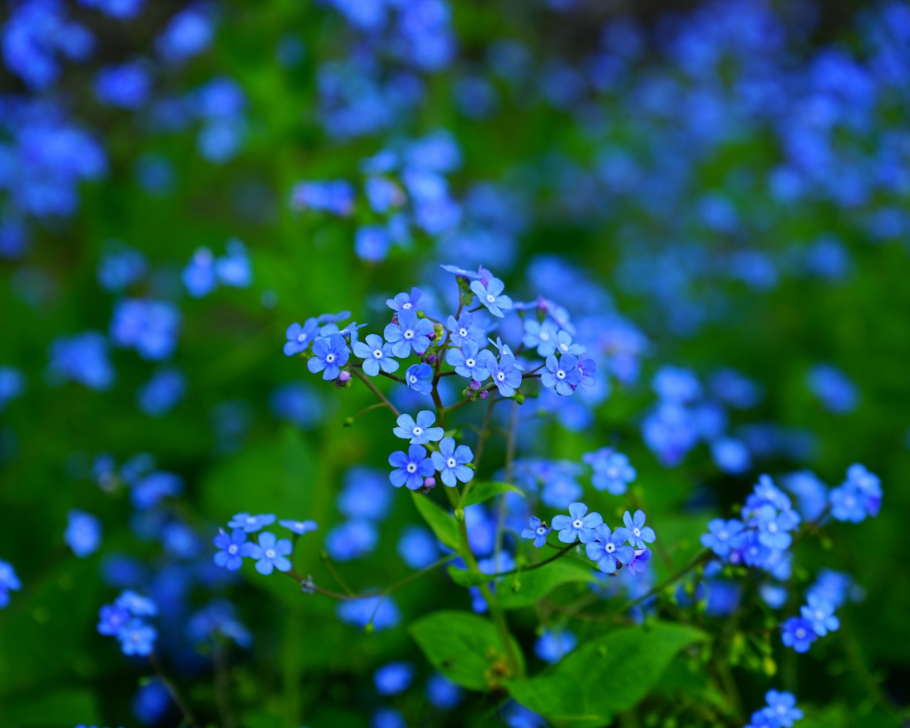 Красивые голубые маленькие цветы незабудки