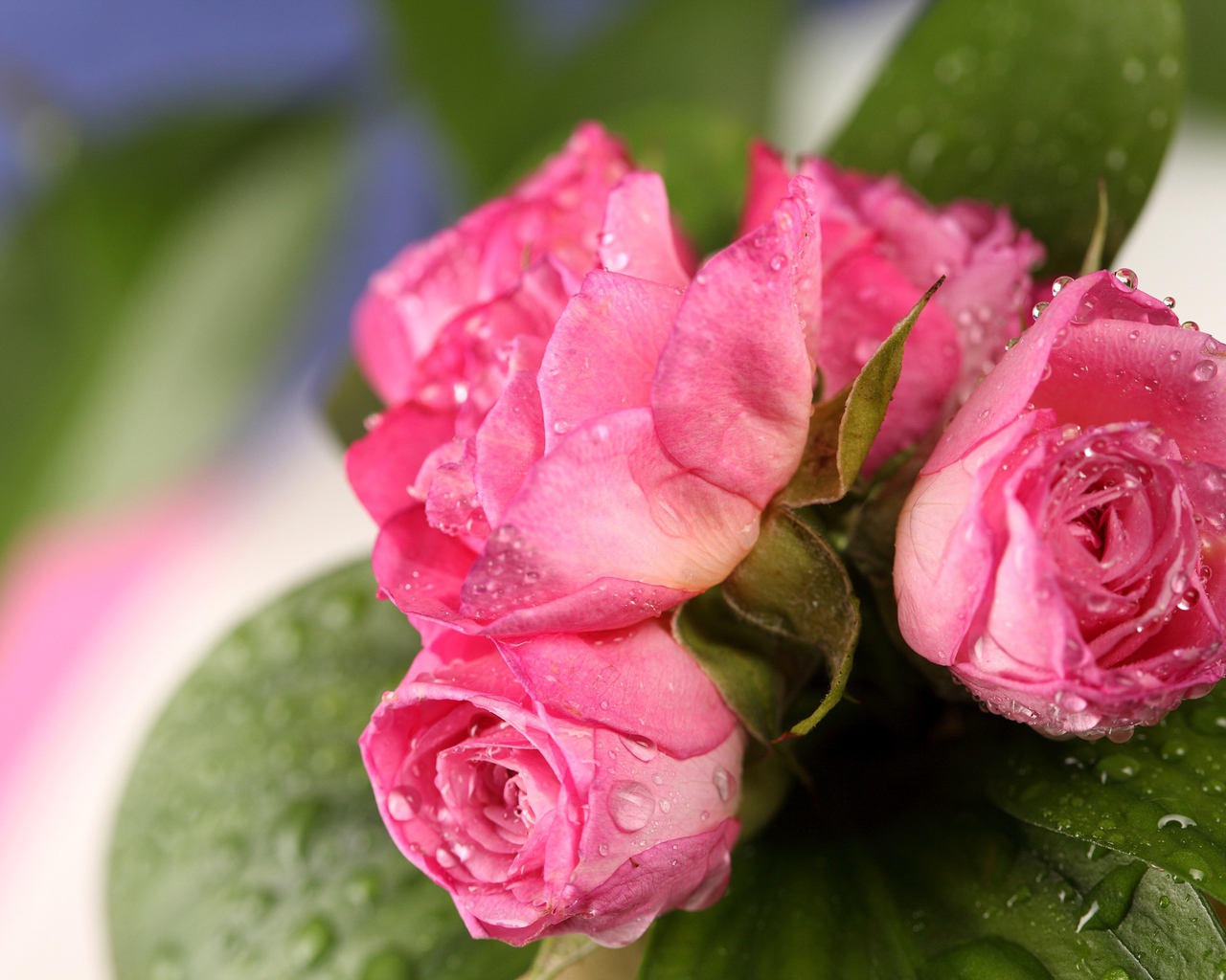 Красивый букет розовых роз в каплях воды крупным планом