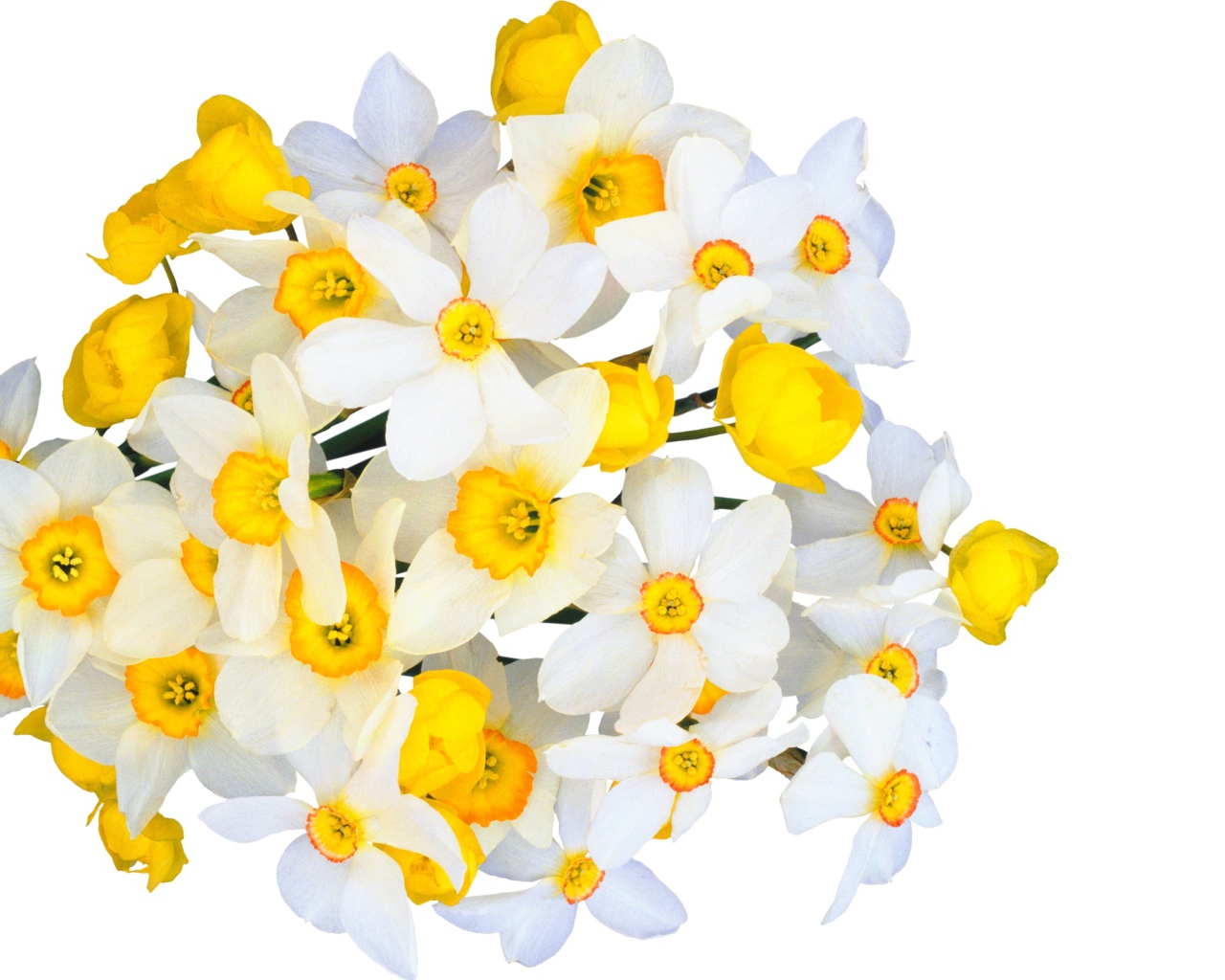 Красивый букет белых нарциссов с желтыми лютиками на белом фоне