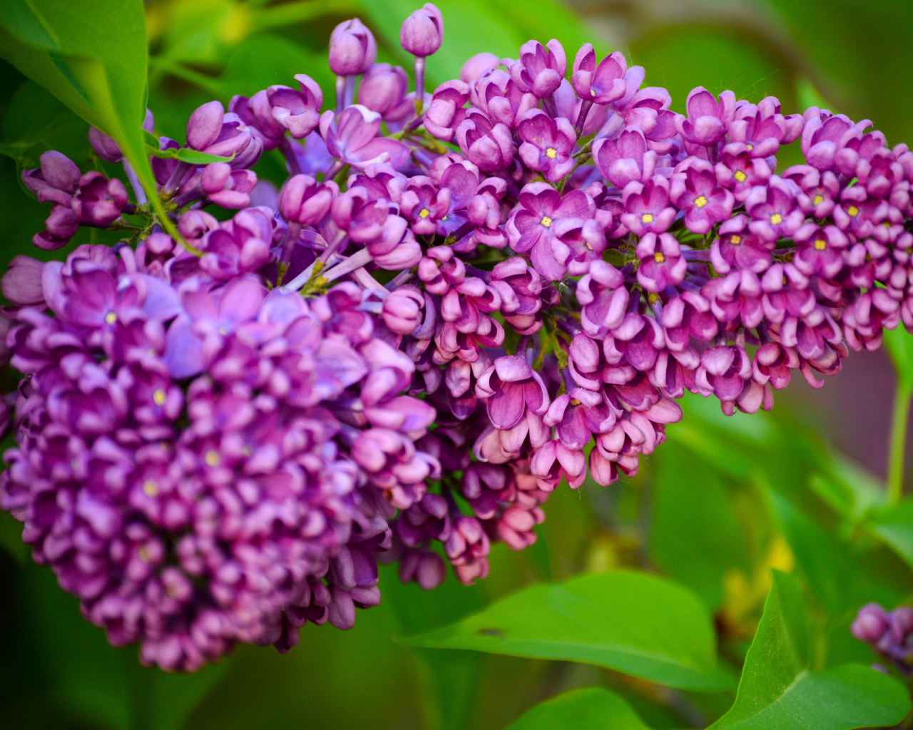 Красивая ветка весенней сирени