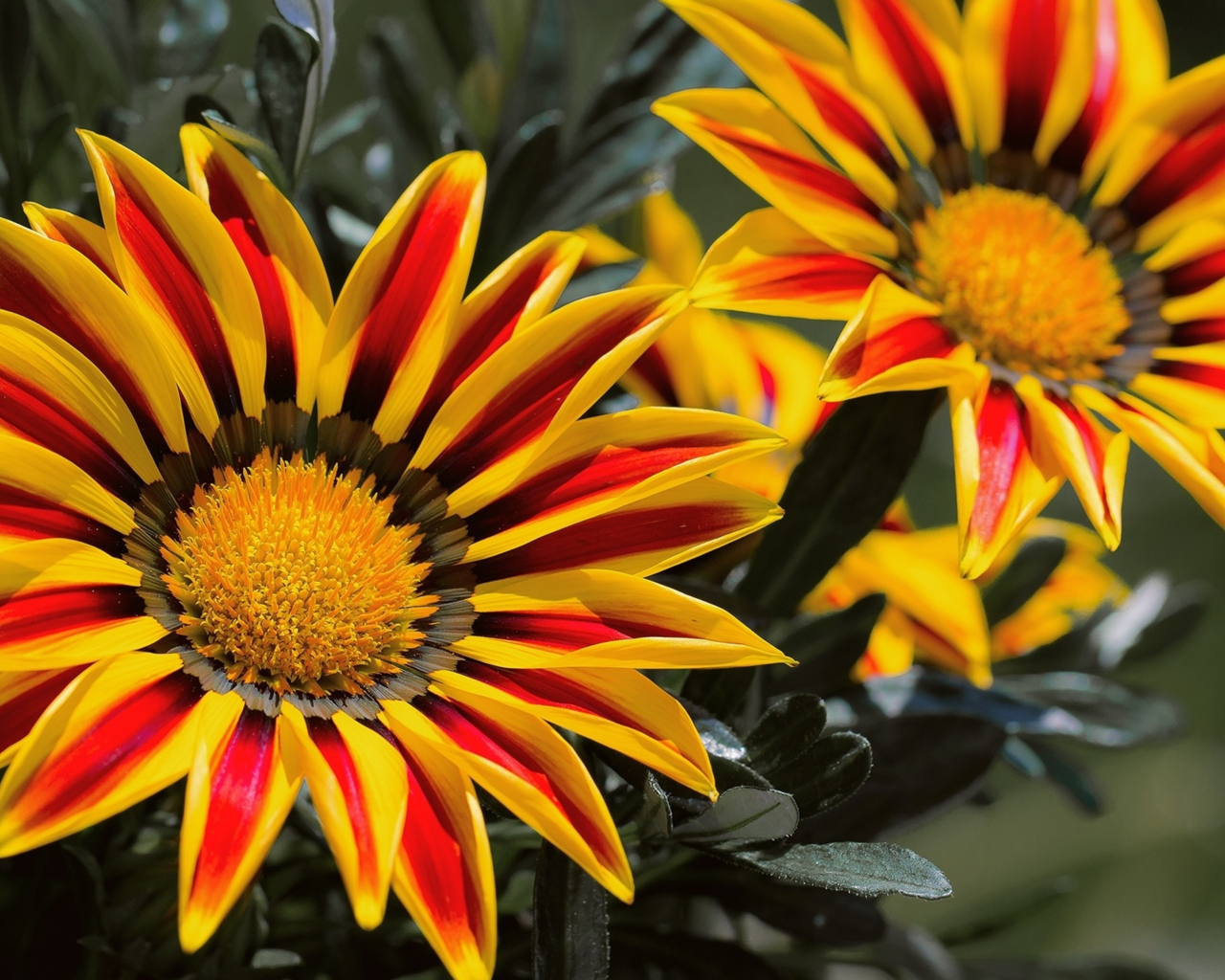 Красивые яркие цветы газания