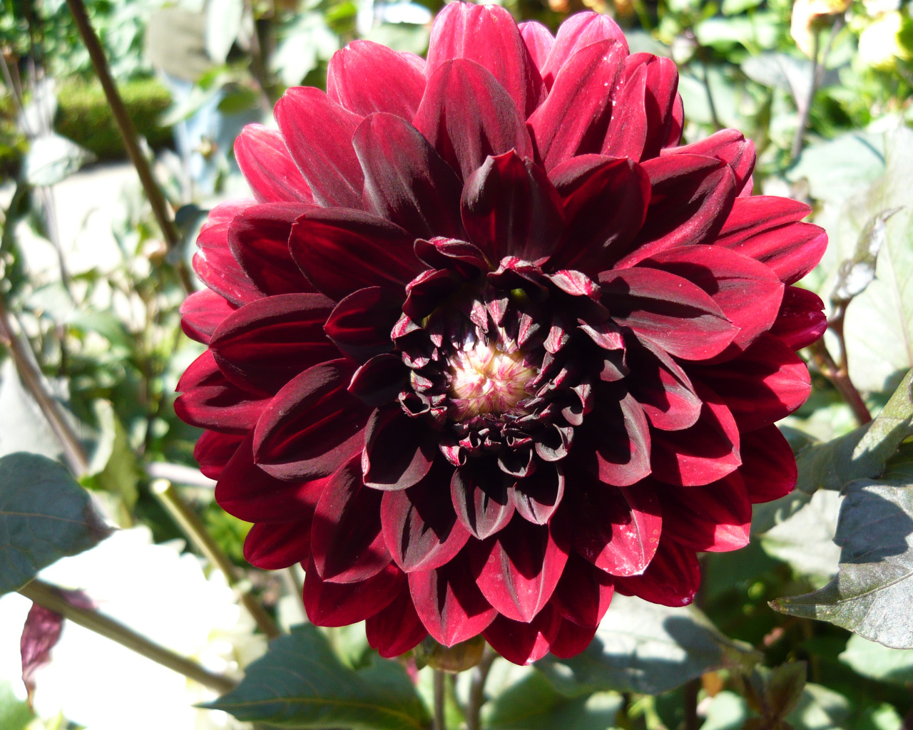 Красивая бордовый цветок георгина крупным планом