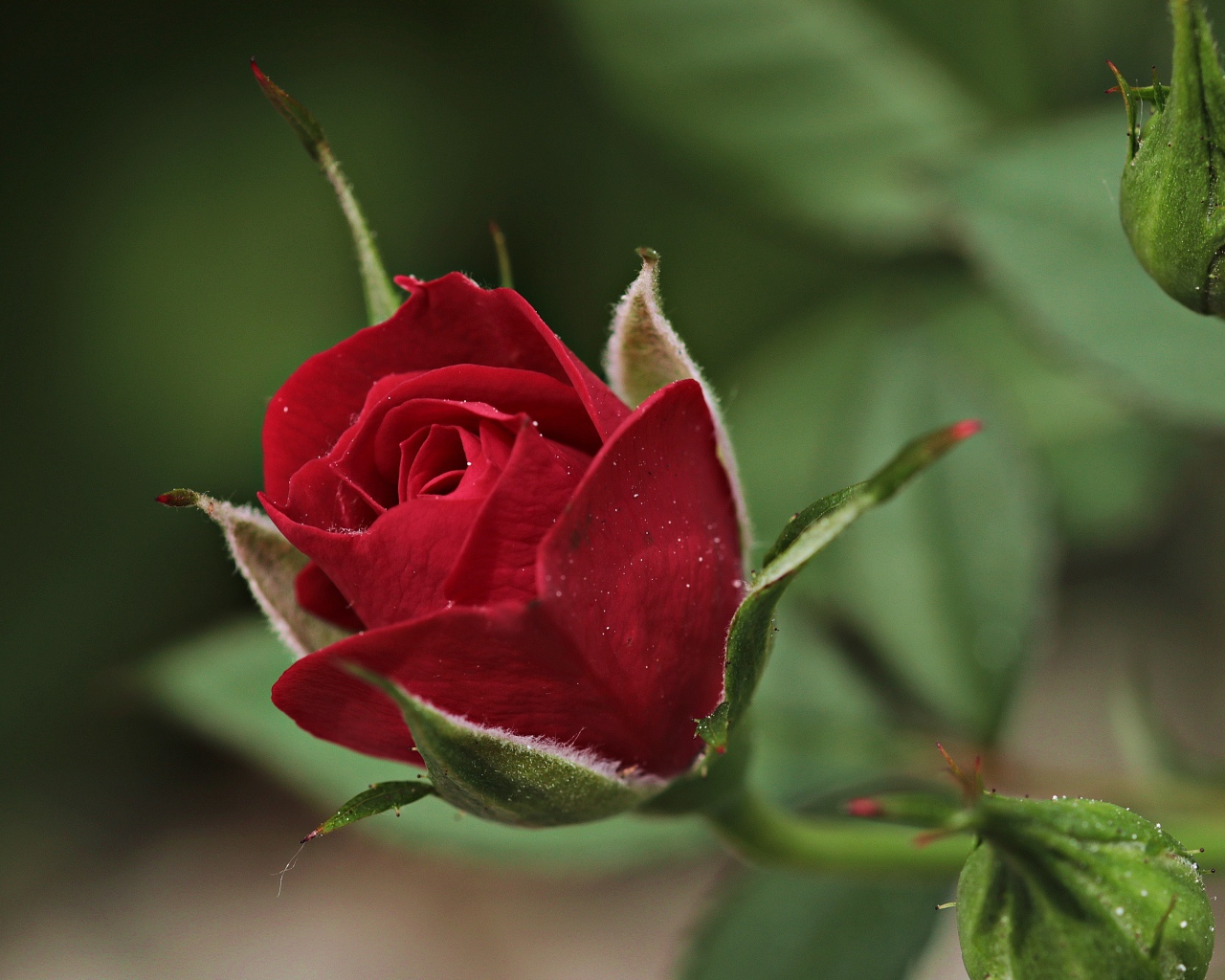 Красивая бордовая роза с бутонами вблизи