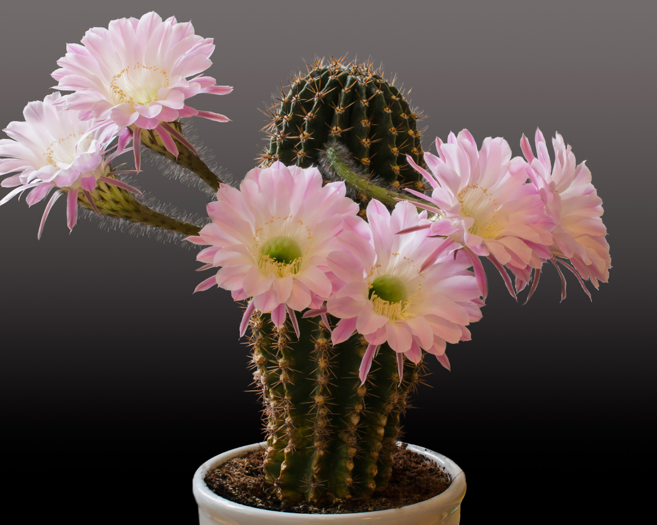 Красивый кактус с розовыми цветами на сером фоне