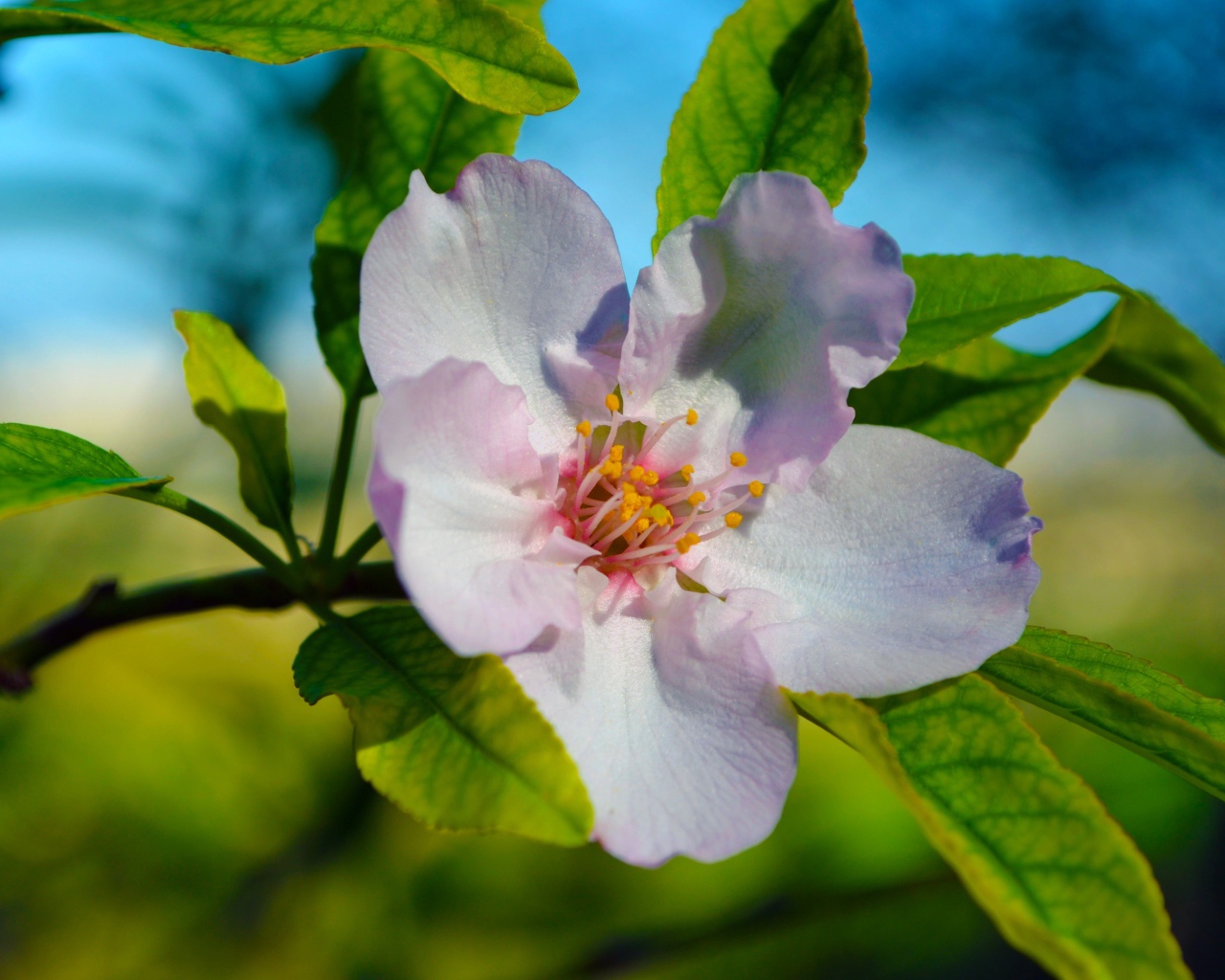 Красивый нежный цветок яблони с зелеными листьями