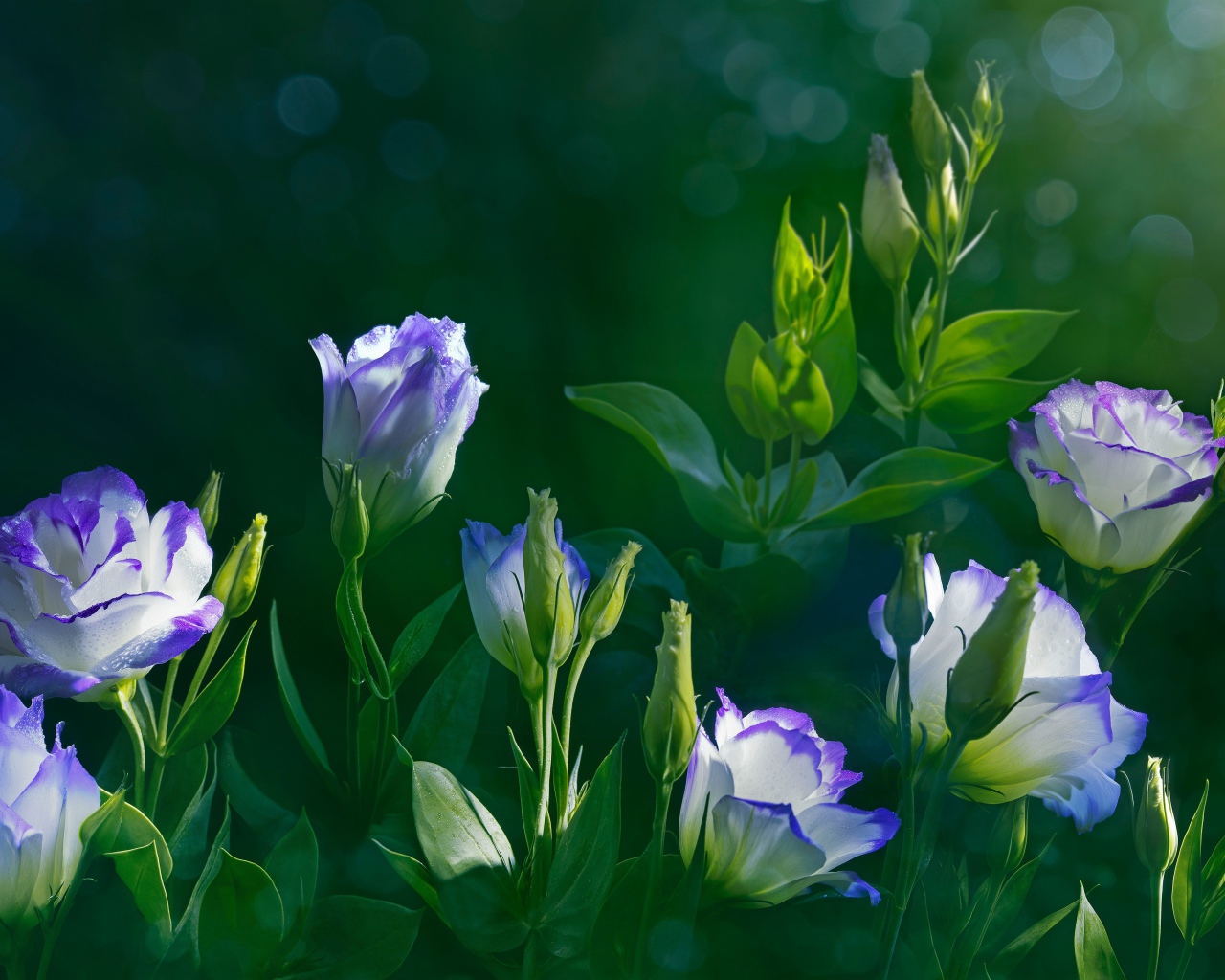 Красивые нежные цветы эустома