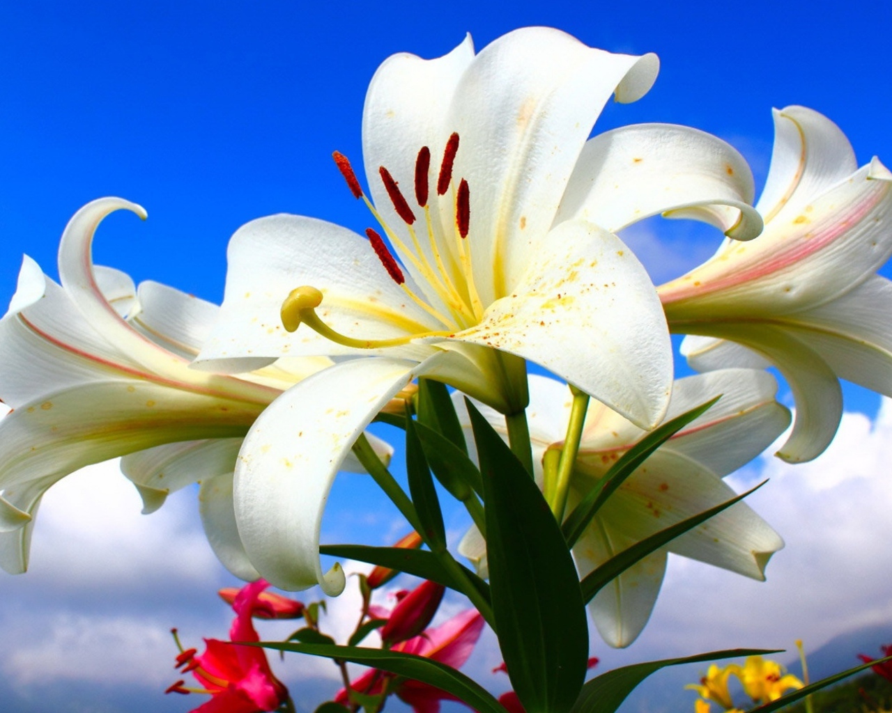 Красивые нежные белые лилии на голубом фоне 