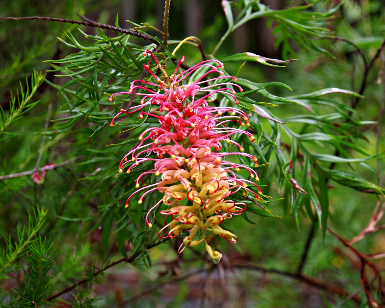 Красивый экзотический цветок Гревиллея