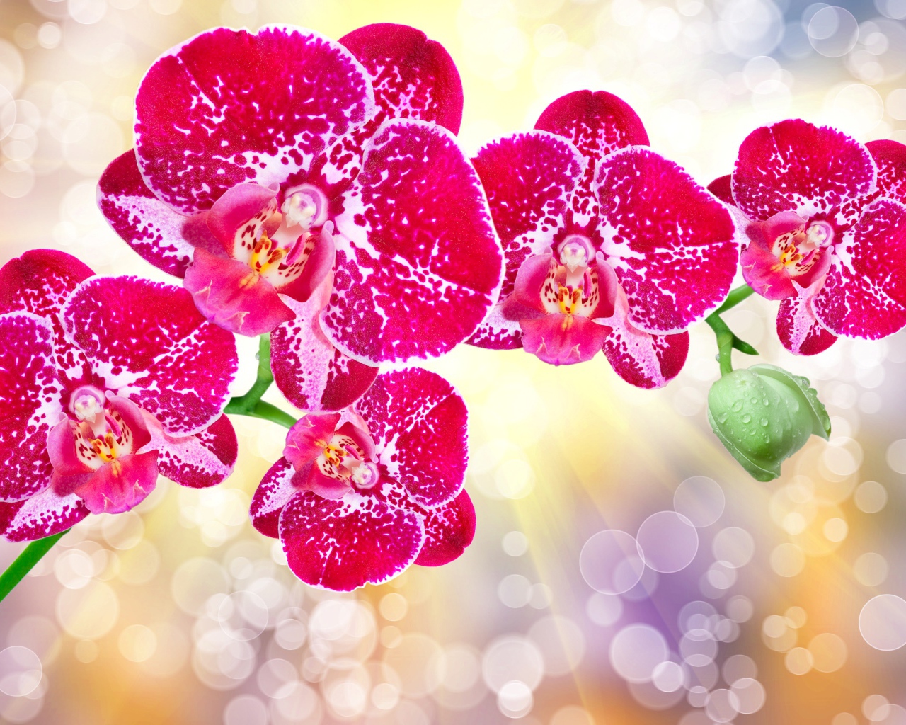 Красивые экзотические розовые цветы орхидеи с бутонами