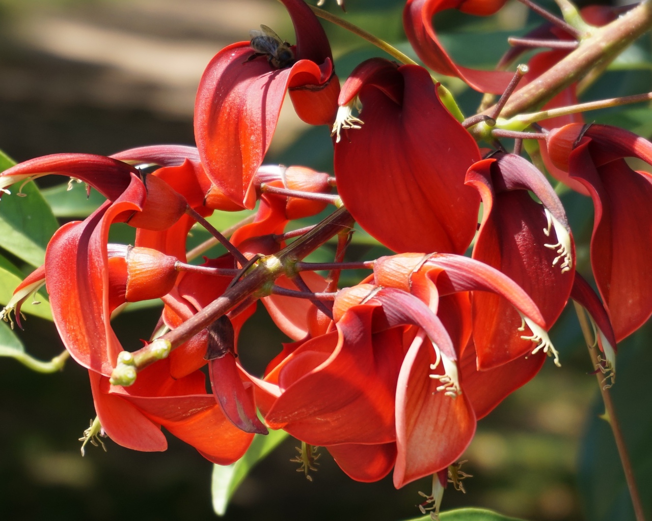 Красивый экзотический красный цветок