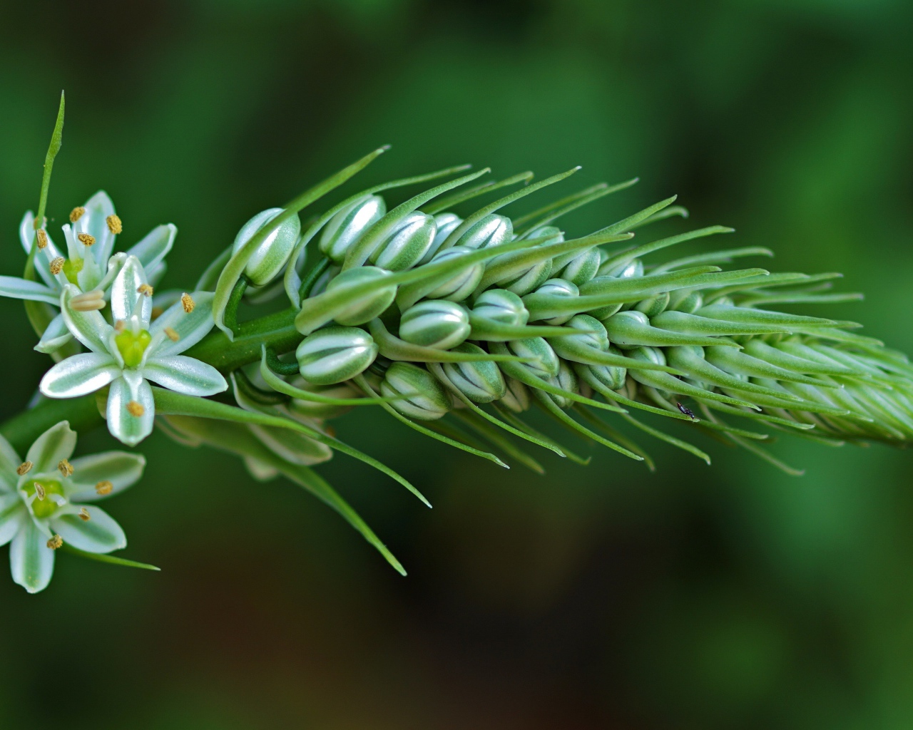 Красивый цветок птицемлечник на зеленом фоне крупным планом