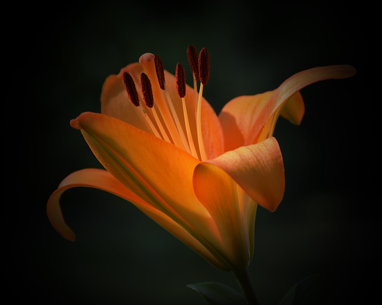 Красивый цветок оранжевой лилии крупным планом