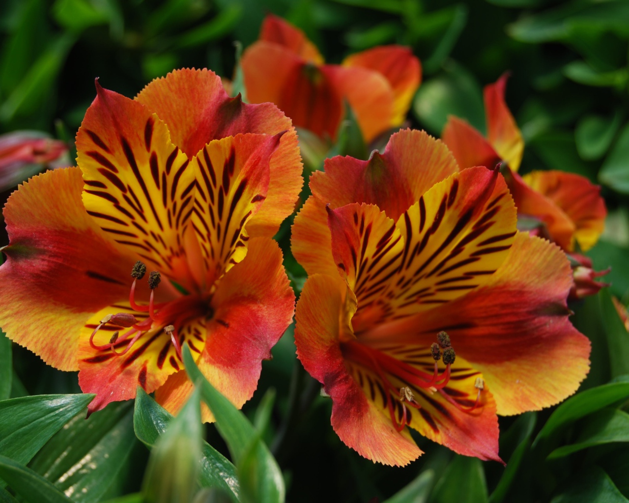 Красивые цветы альстрёмерия тигрового окраса