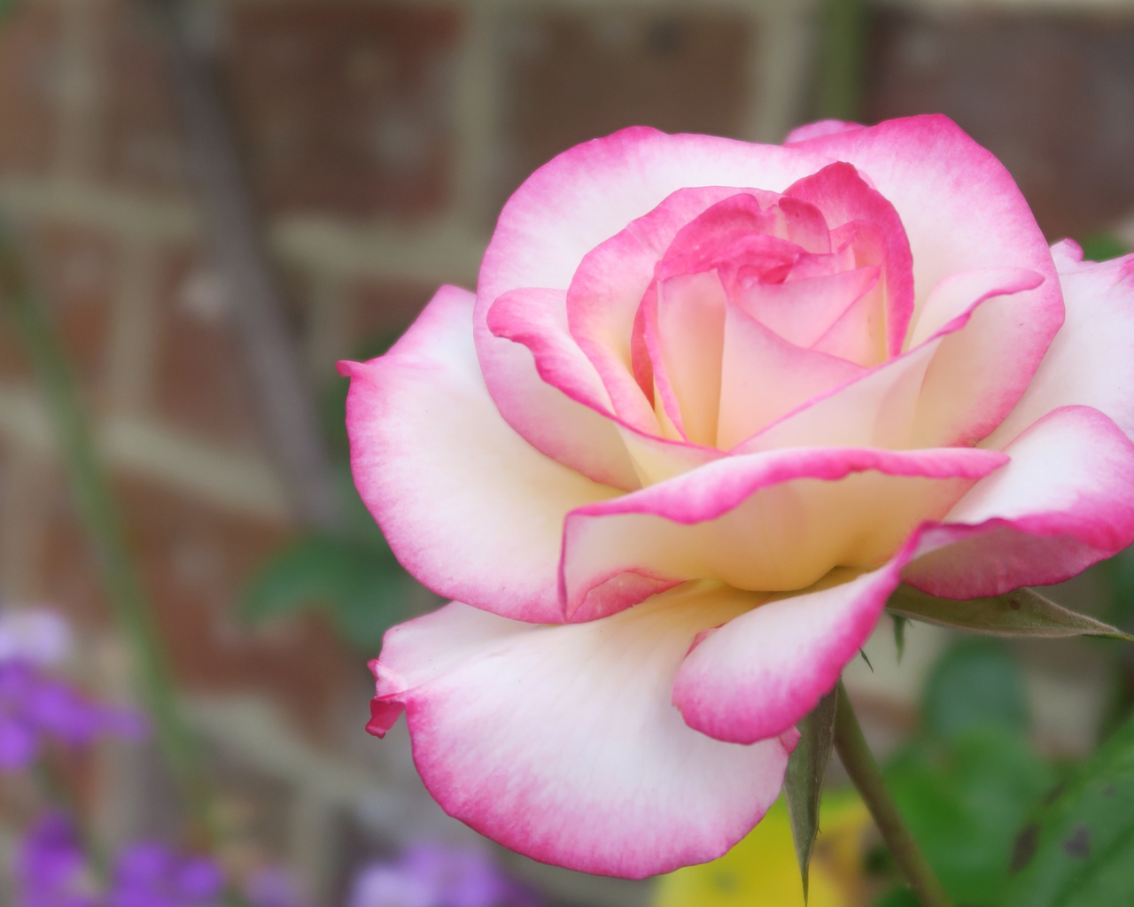 Красивая ароматная розовая роза крупным планом