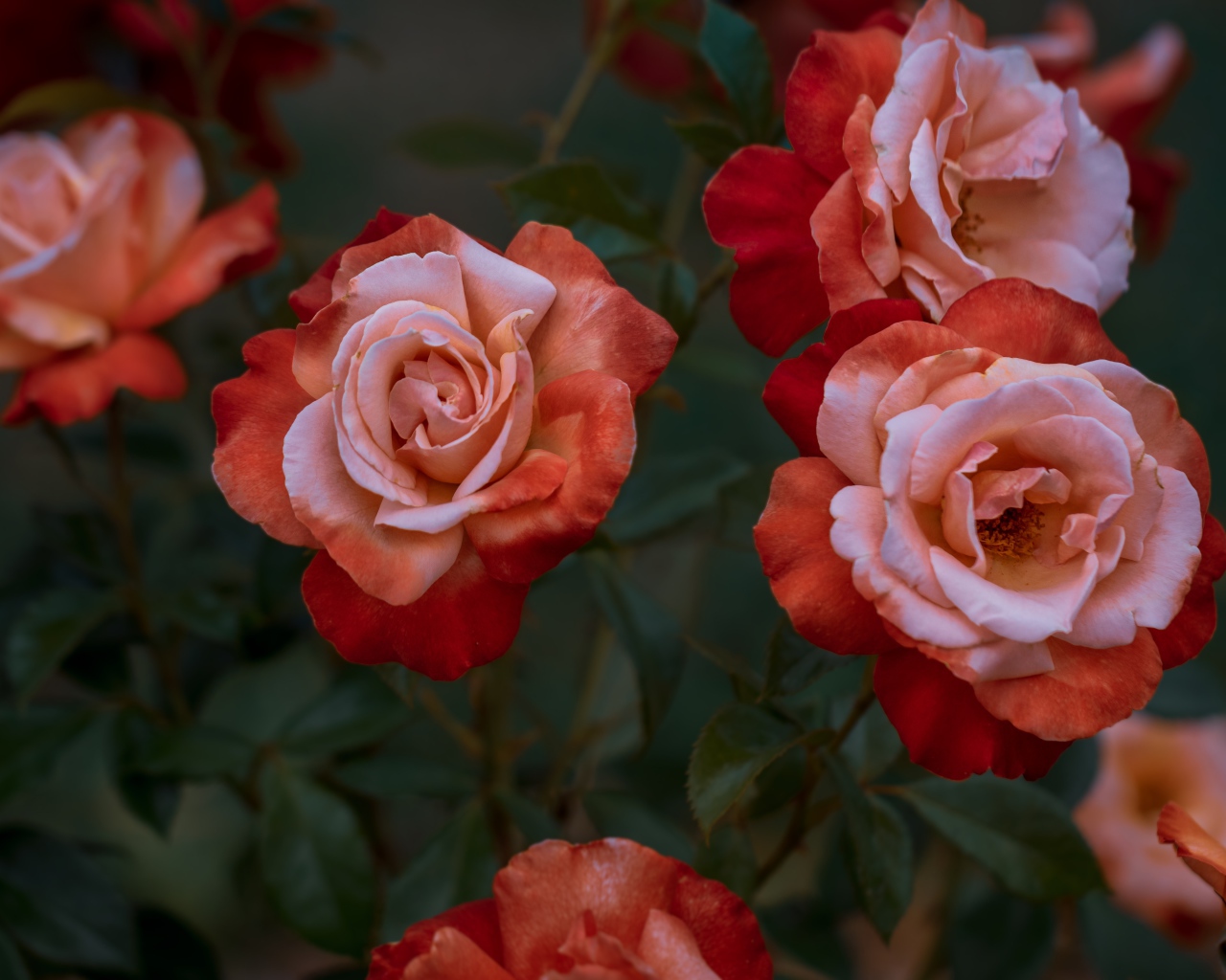 Красивые садовые розы крупным планом