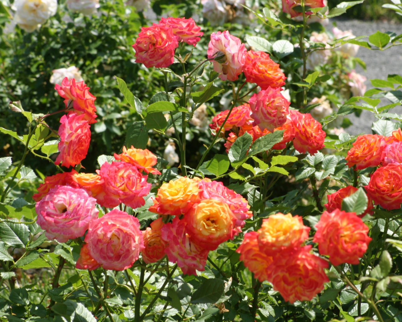 Красивые садовые розы на клумбе