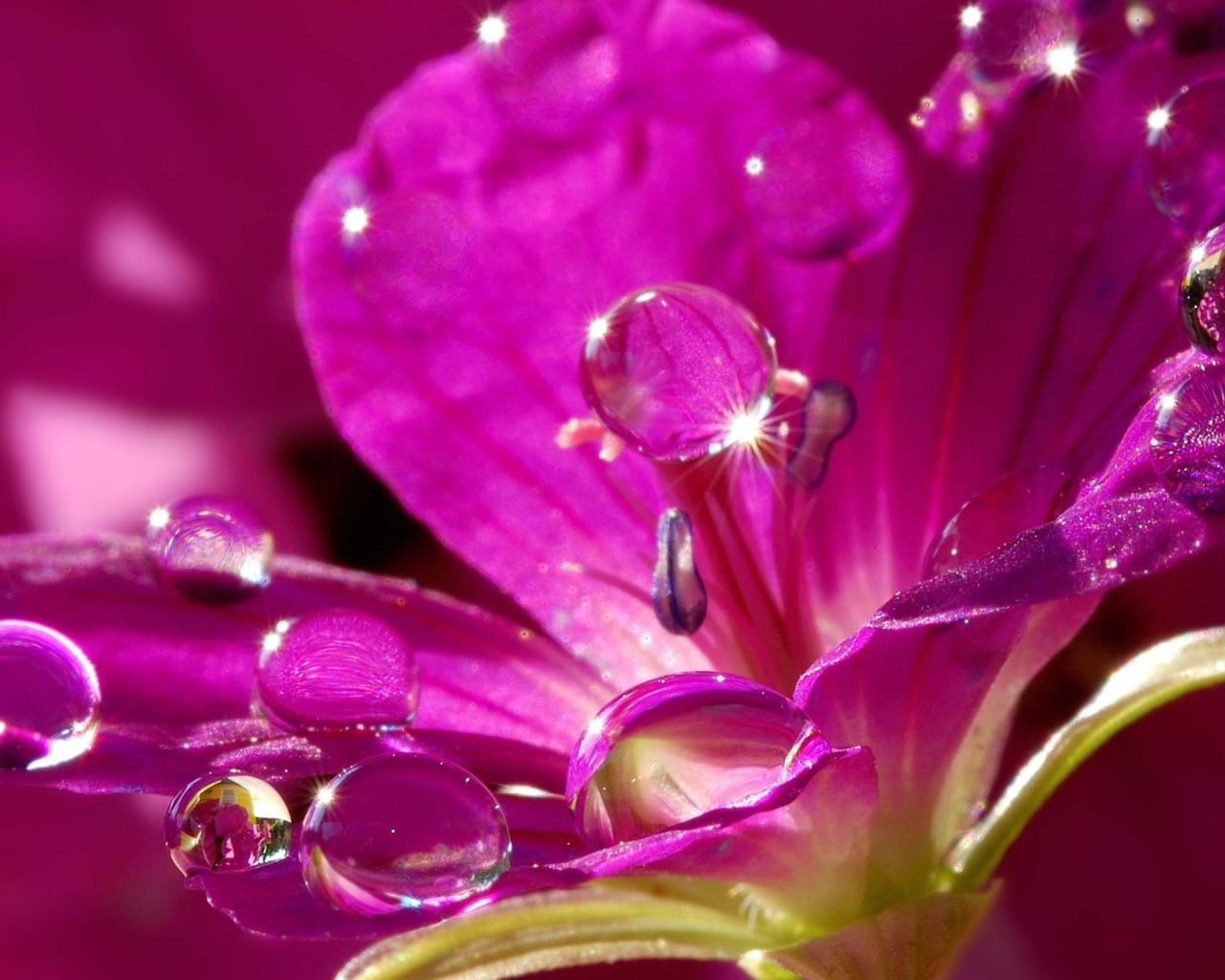 Красивый нежный сиреневый цветок в каплях воды