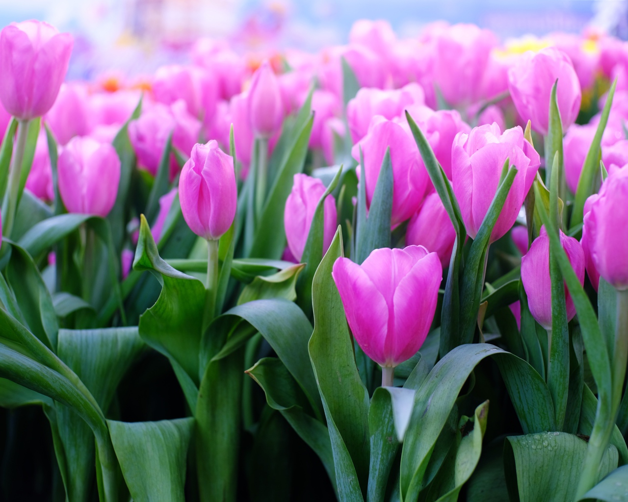 Красивые нежные сиреневые тюльпаны 