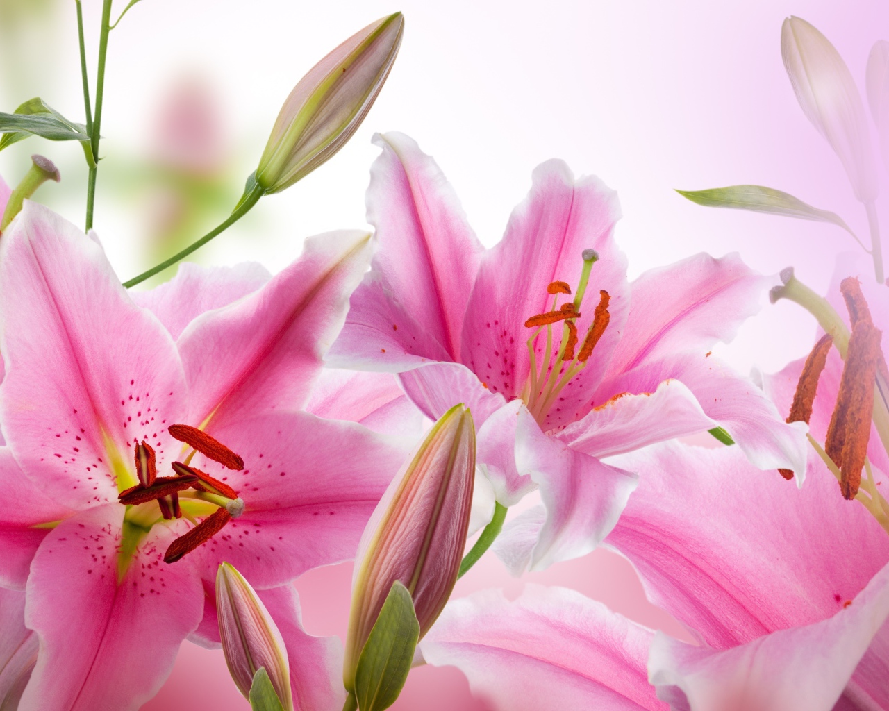 Красивые нежные розовые лилии 