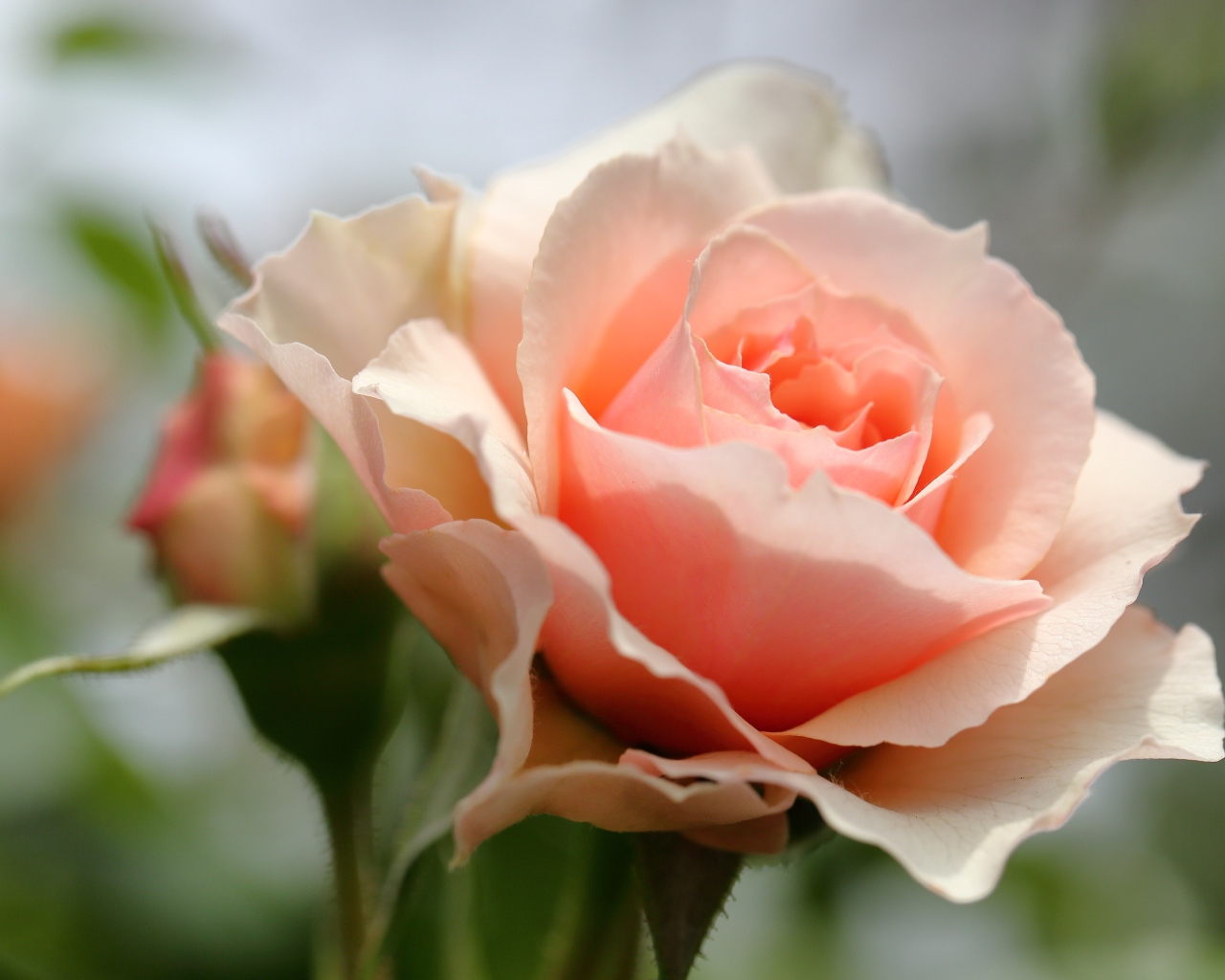 Красивая нежная розовая роза крупным планом