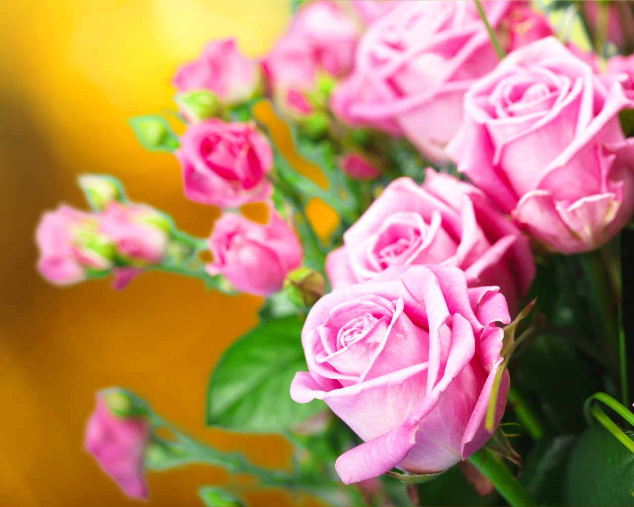 Красивые нежные розовые розы крупным планом 