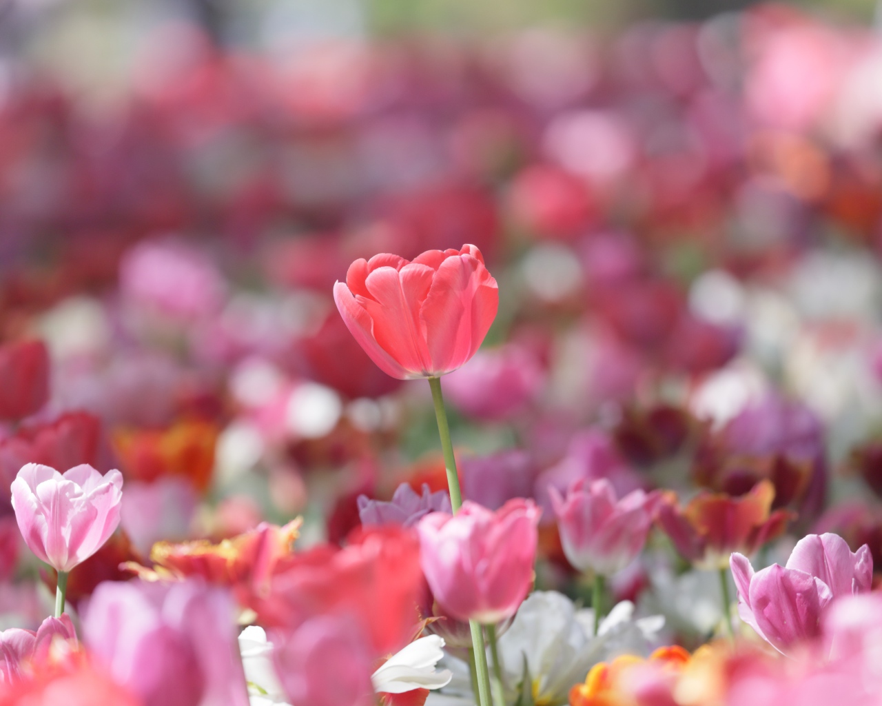 Красивые нежные розовые тюльпаны в лучах солнца