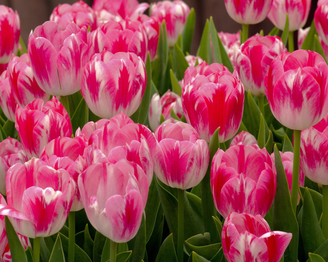 Красивые нежные розовые весенние цветы тюльпаны