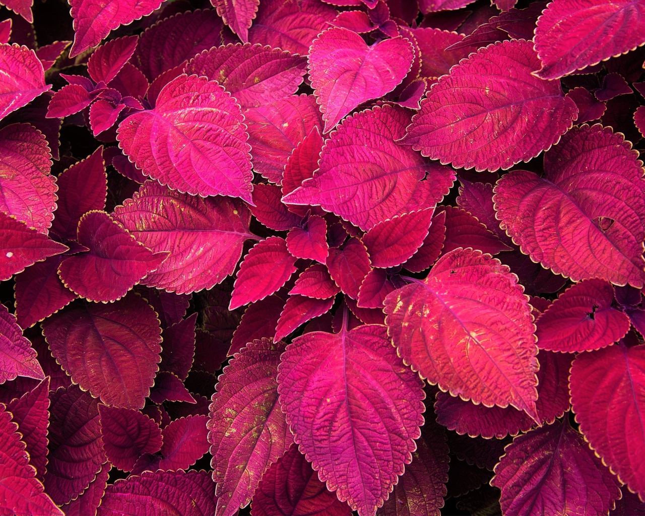 Красивое комнатное растение с красными листьями