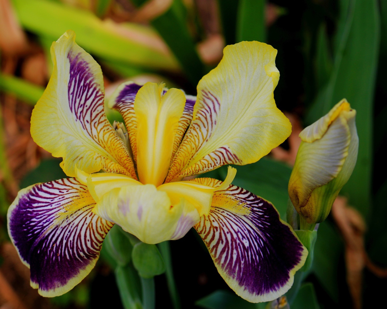 Красивый цветок ириса крупным планом