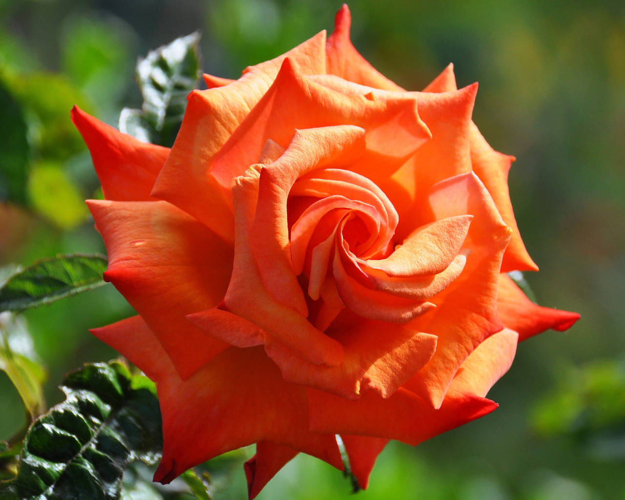 Красивый крупный цветок оранжевой розы