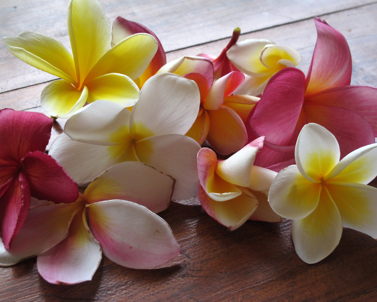 Красивые крупные цветы плюмерия