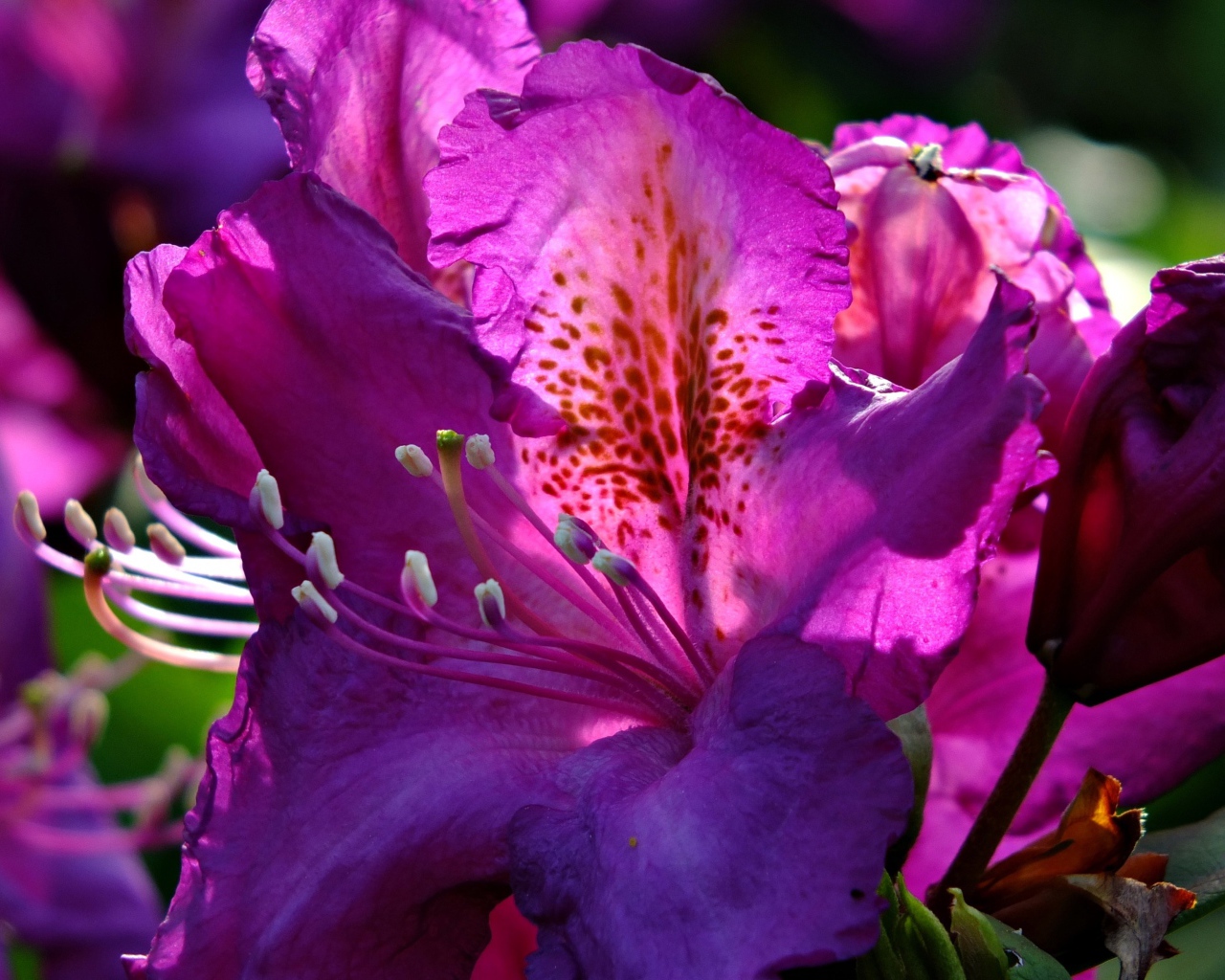 Красивый сиреневый цветок азалия крупным планом