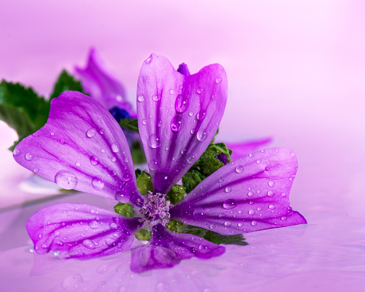 Красивый сиреневый цветок в каплях воды