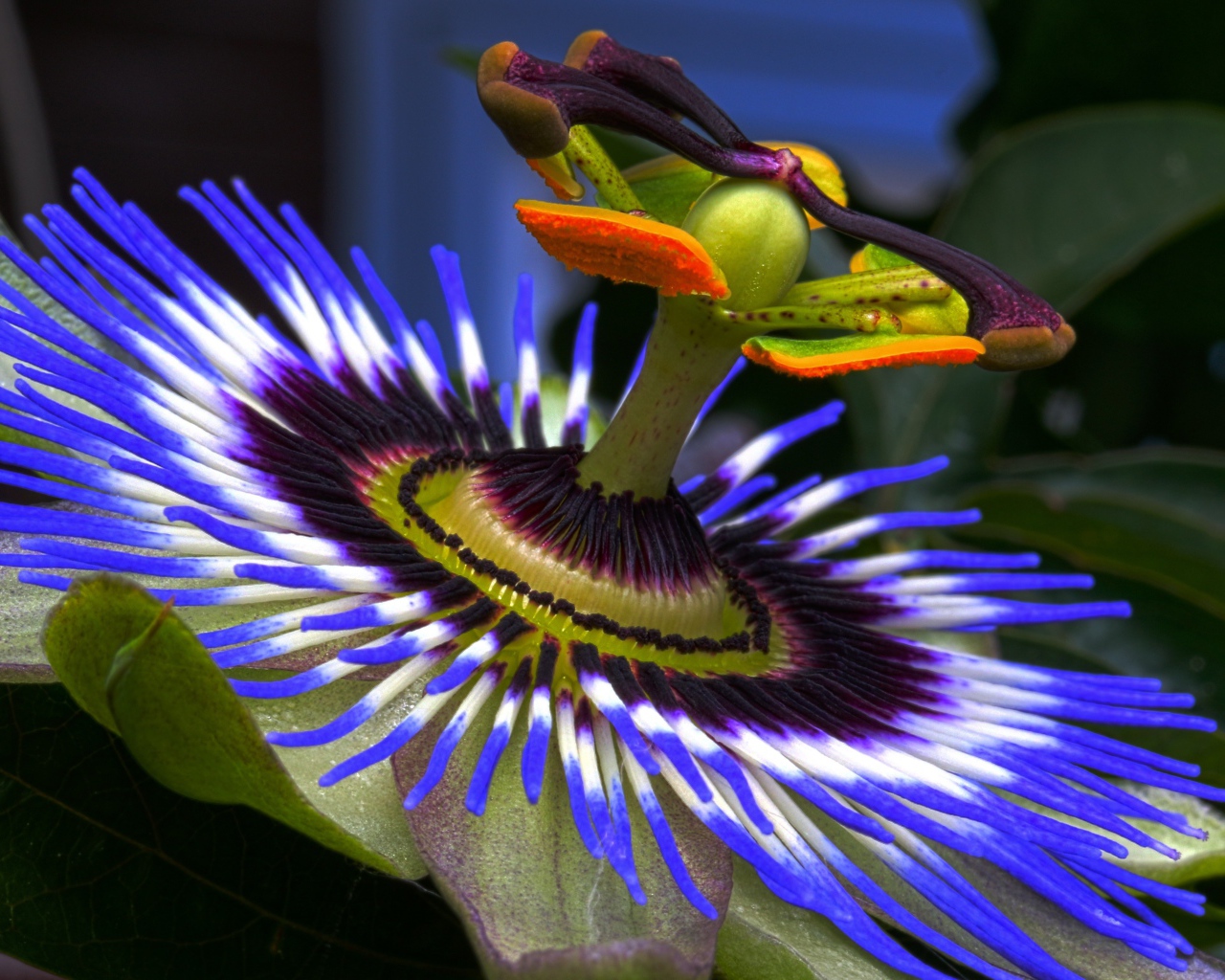 Красивый сиреневый цветок Пассифлора крупным планом