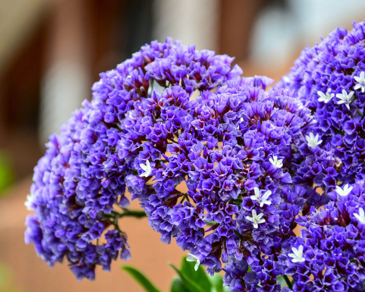 Красивые сиреневые цветы крупным планом