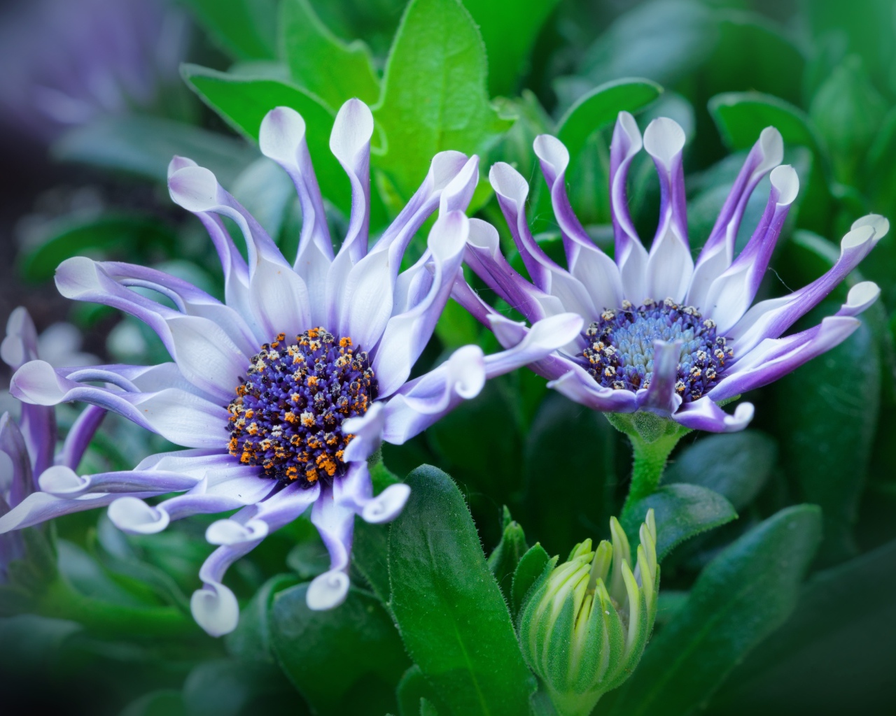 Красивые сиреневые цветы африканской ромашки