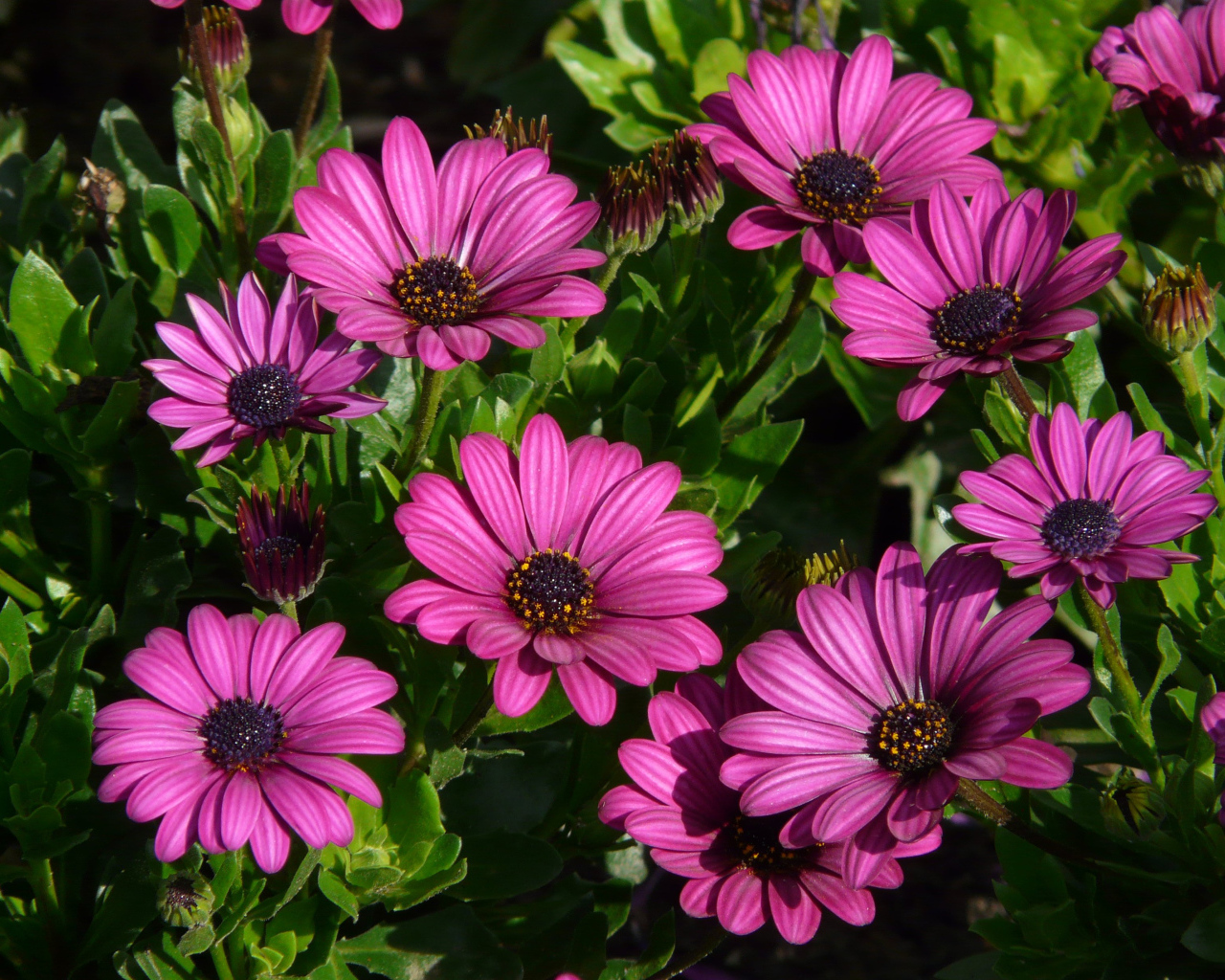 Красивые сиреневые цветы цинерария 