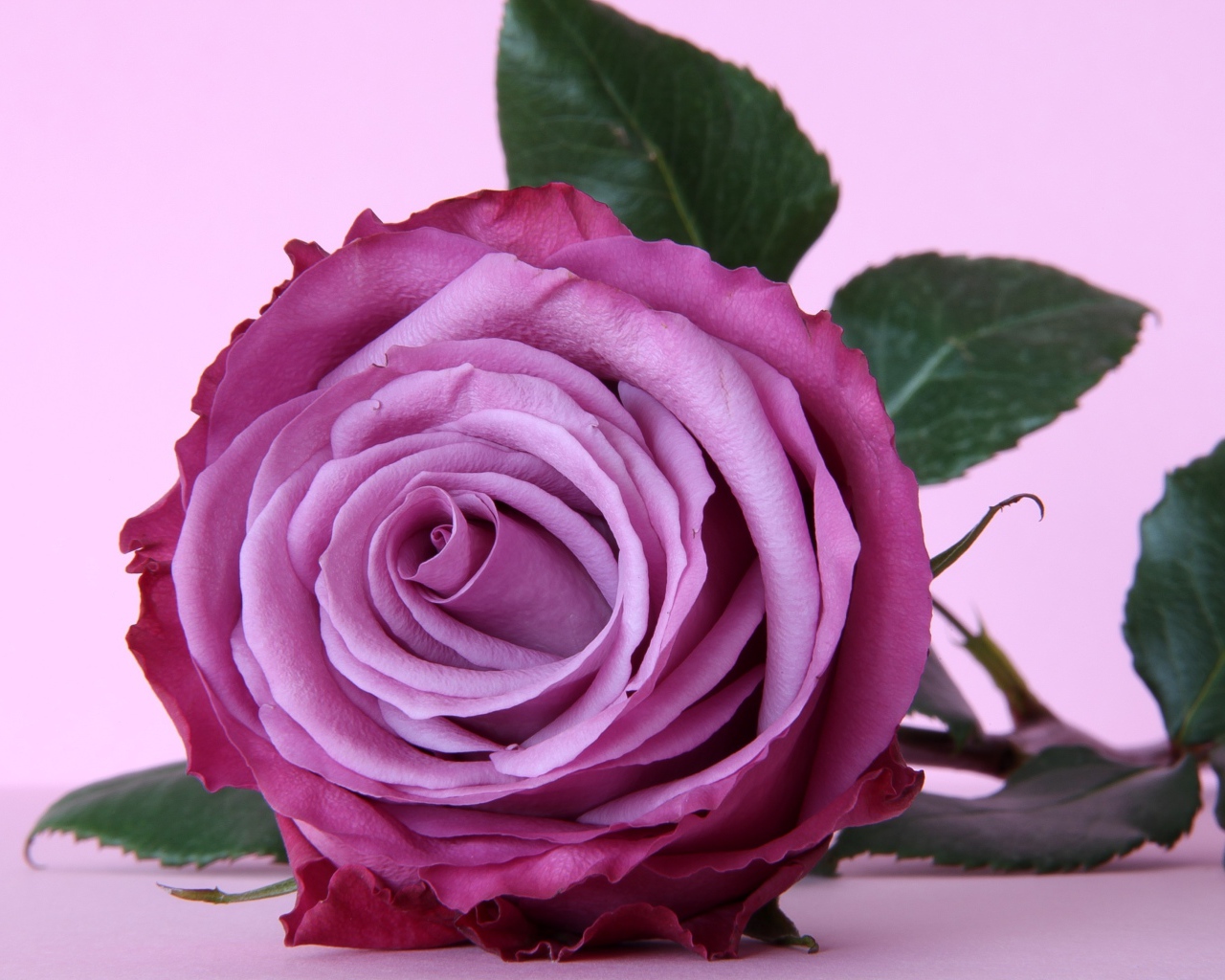 Красивая сиреневая роза крупным планом