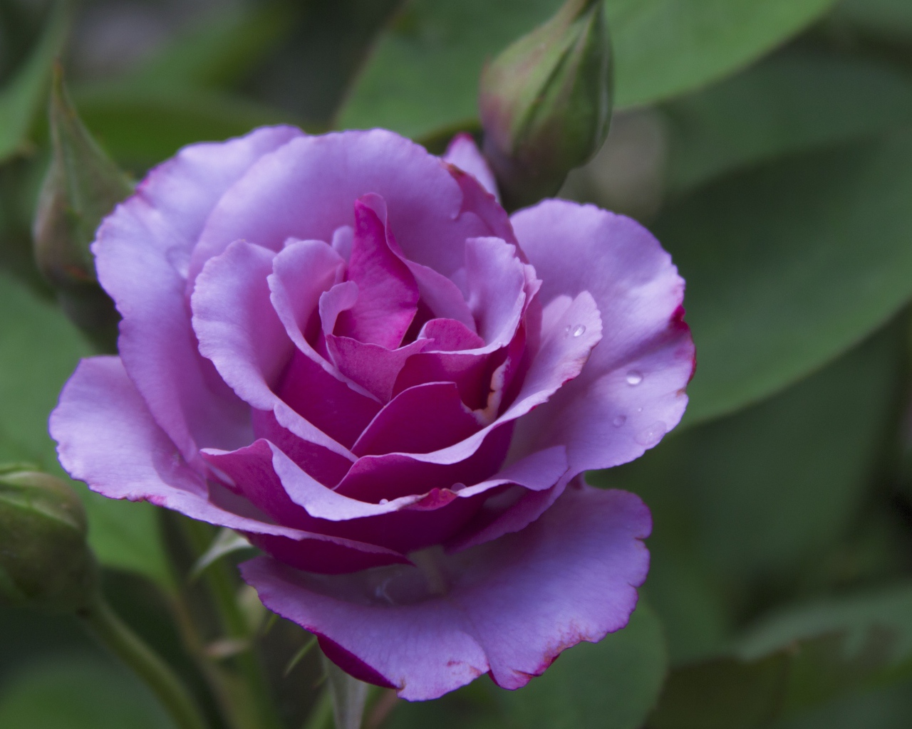 Красивая сиреневая роза с бутонами