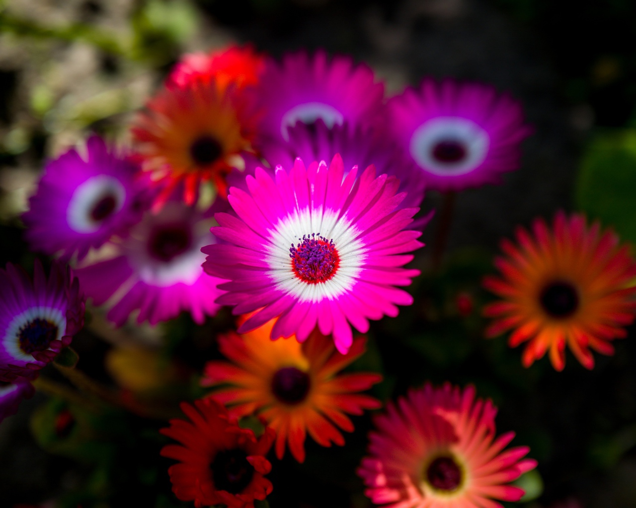 Красивые разноцветные цветы крупным планом 