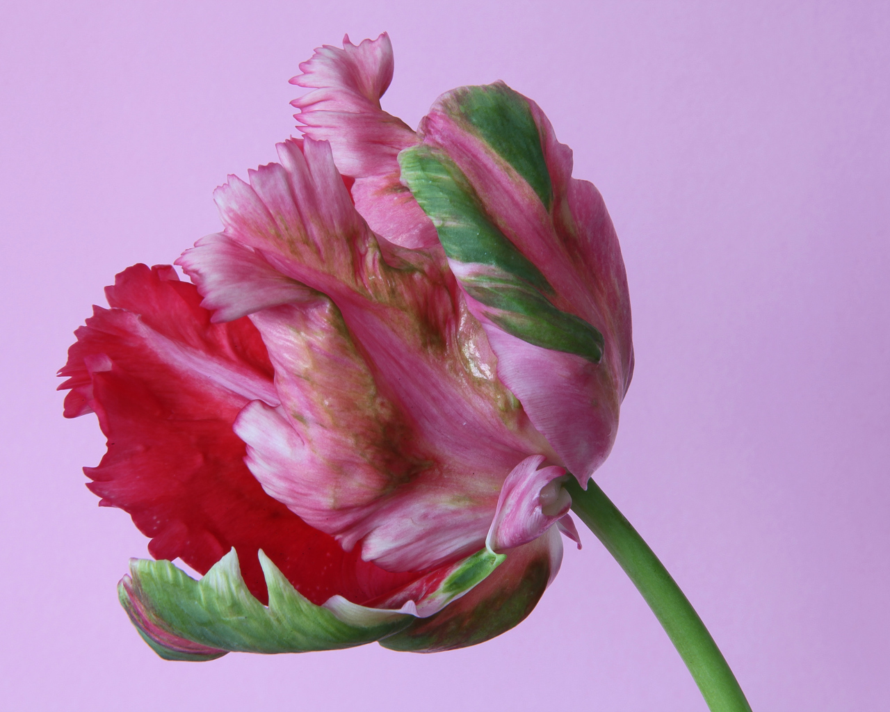 Красивый разноцветный тюльпан на розовом фоне крупным планом