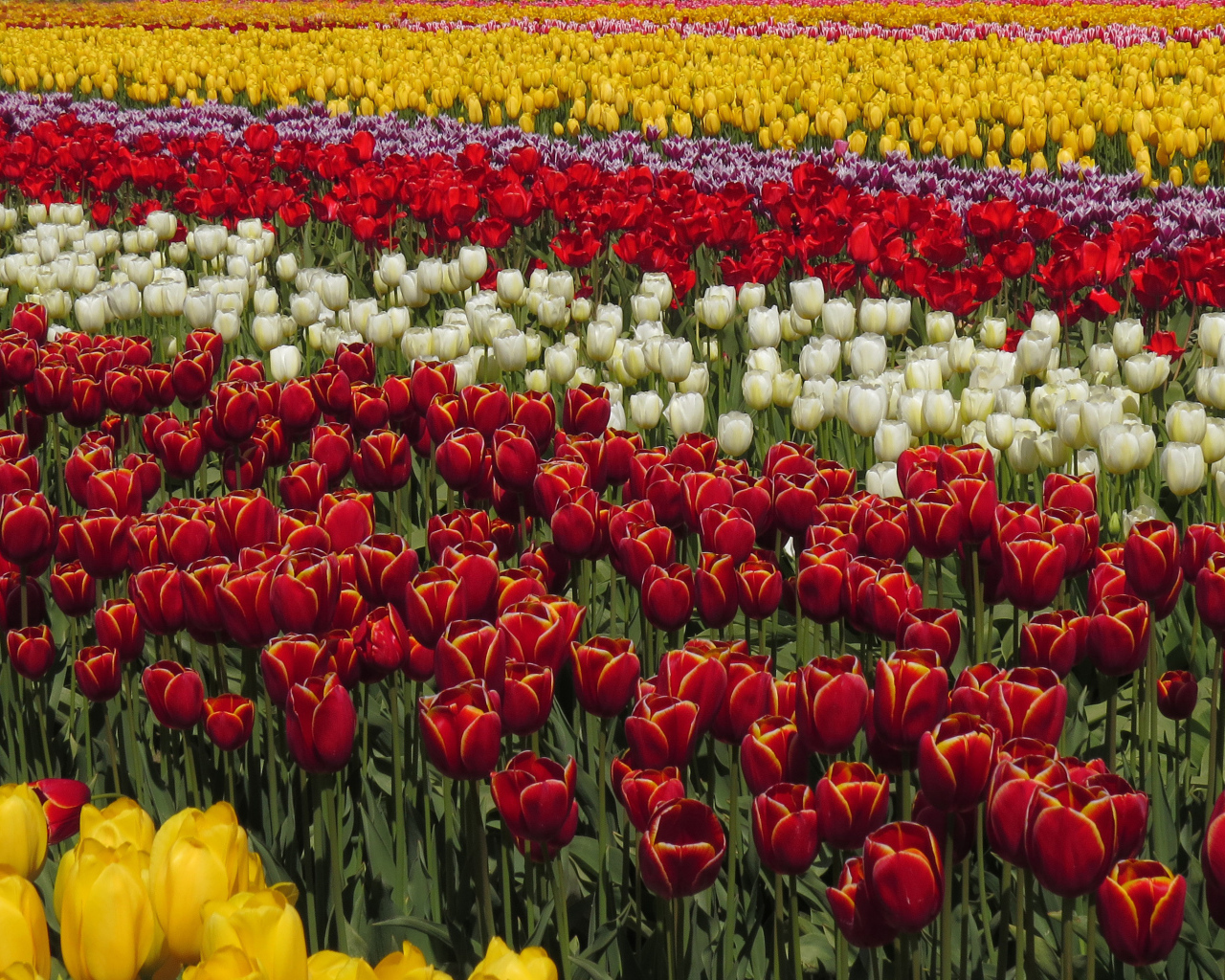 Красивые разноцветные тюльпаны рядами на поле