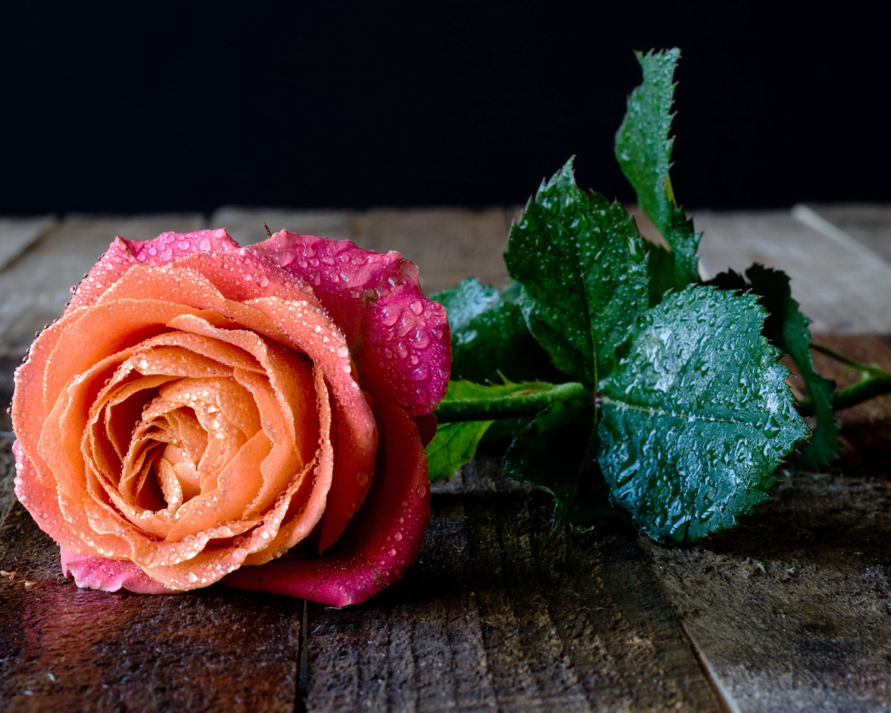 Красивый разноцветный цветок розы в каплях росы на столе