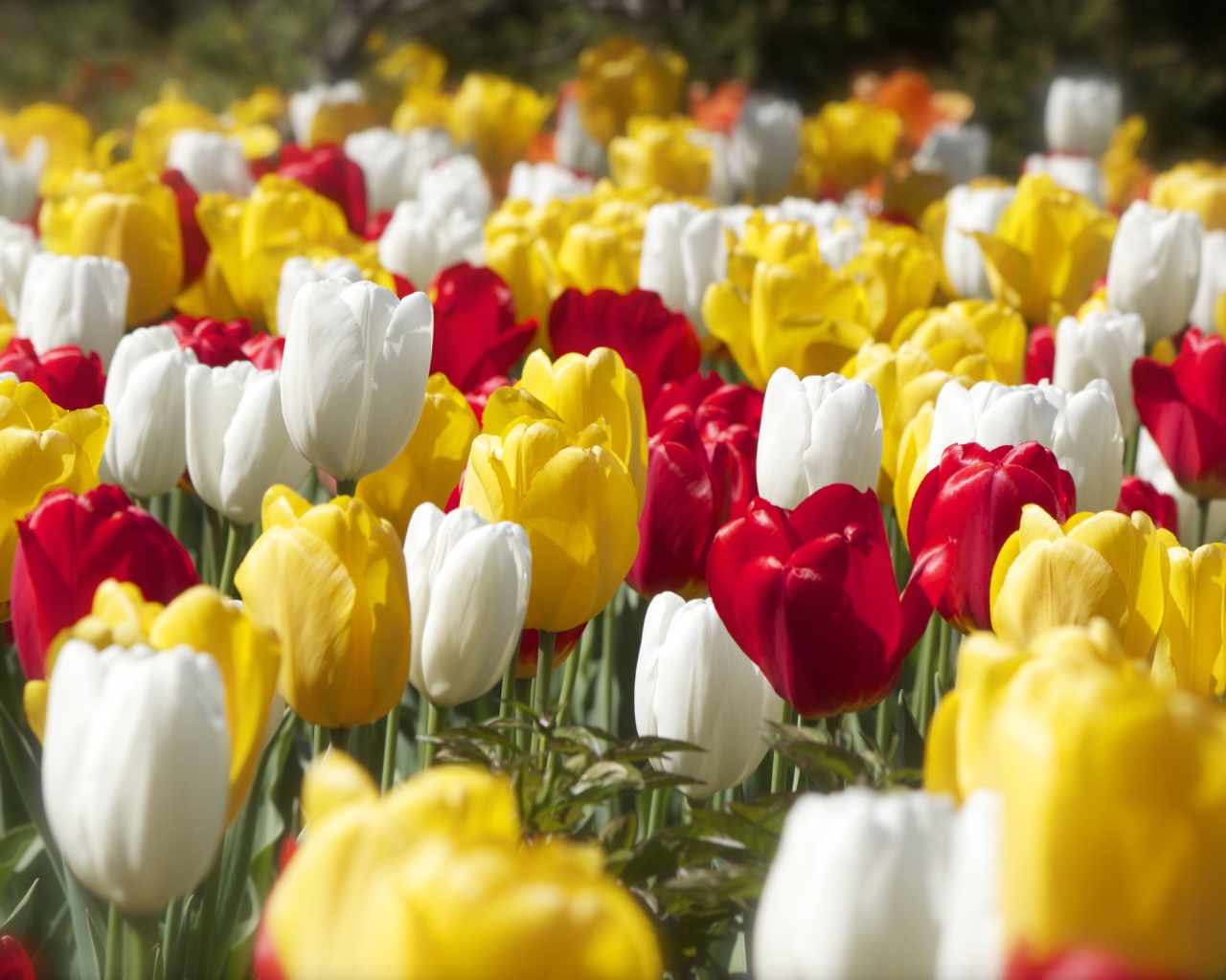 Красивые разноцветные тюльпаны под солнцем