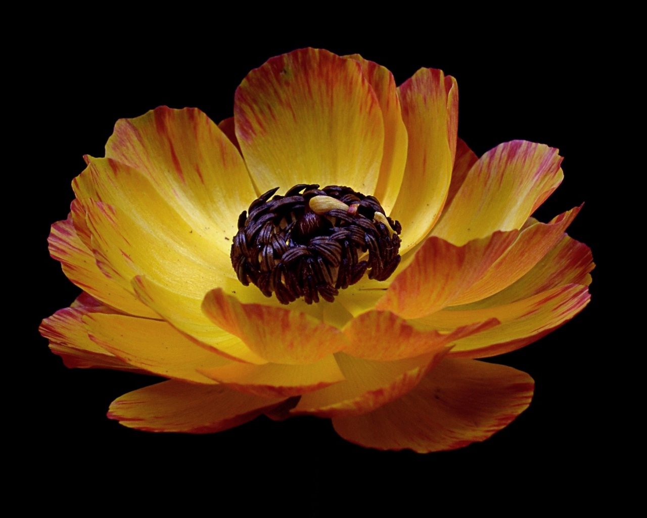 Красивый оранжевый лютик на черном фоне